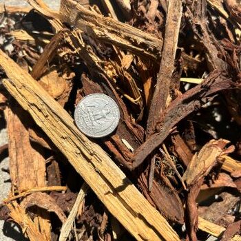 Fiber Mulch with a quarter for size