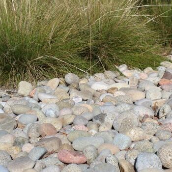 Baja Mexican Beach Pebble 2-4 inches on the ground