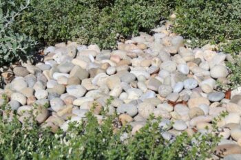 Baja Mexican Beach Pebble 3 inch on the ground